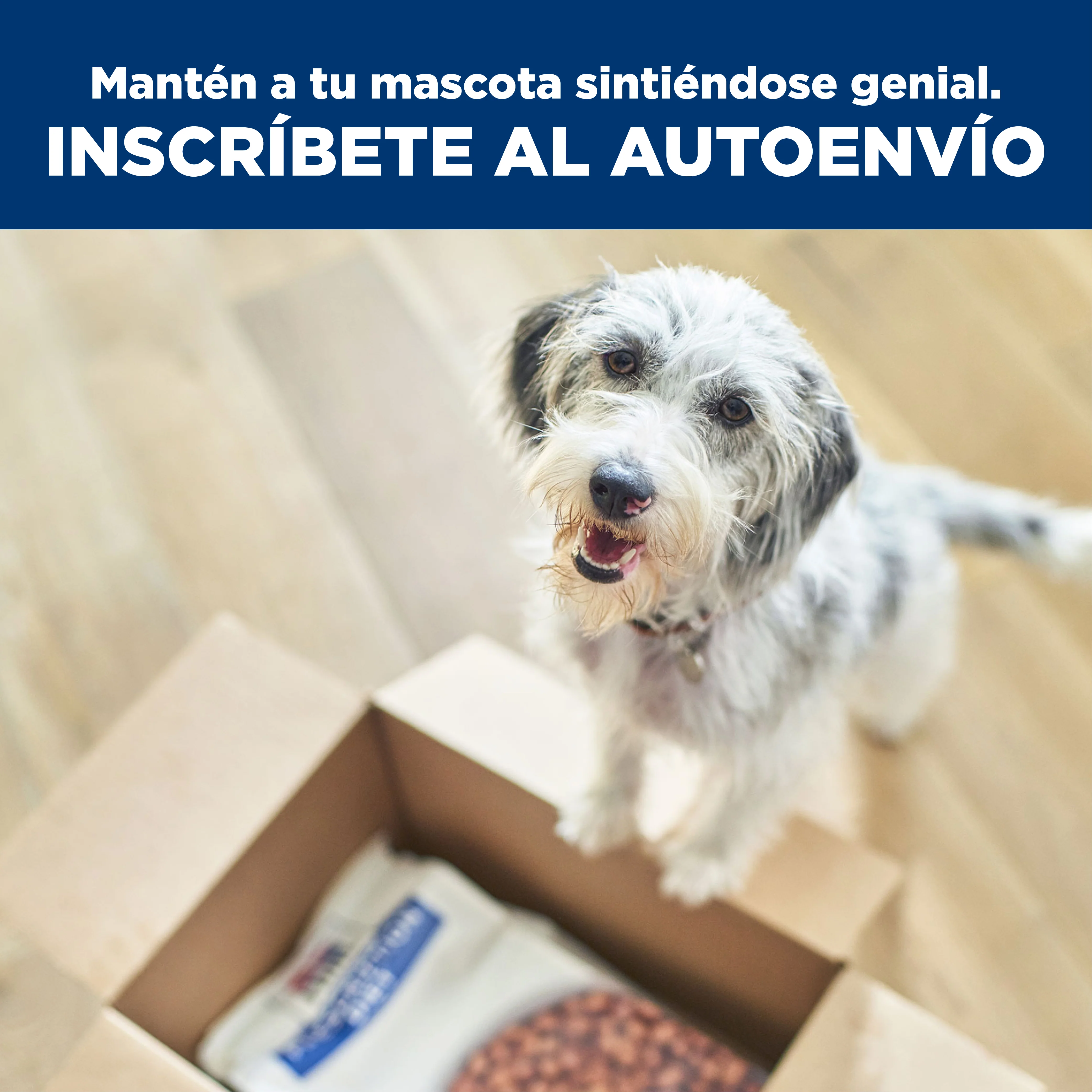 Miniatura 11